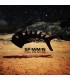 Fish On Mars